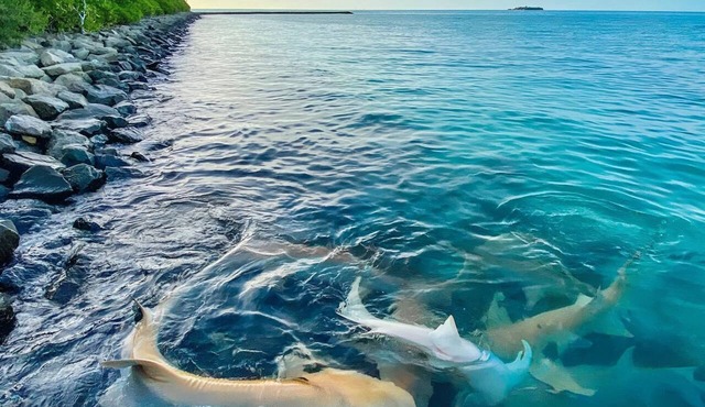 Aquatic Mathiveri in Mathiveri