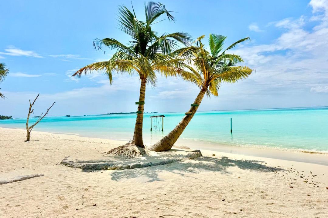 Maamigili Bed & Breakfast | Whaleshark View