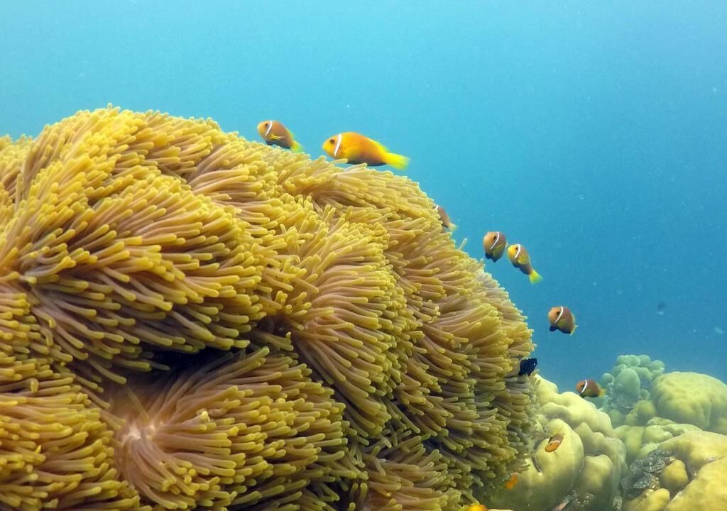 Photo of Others in Dharavandhoo