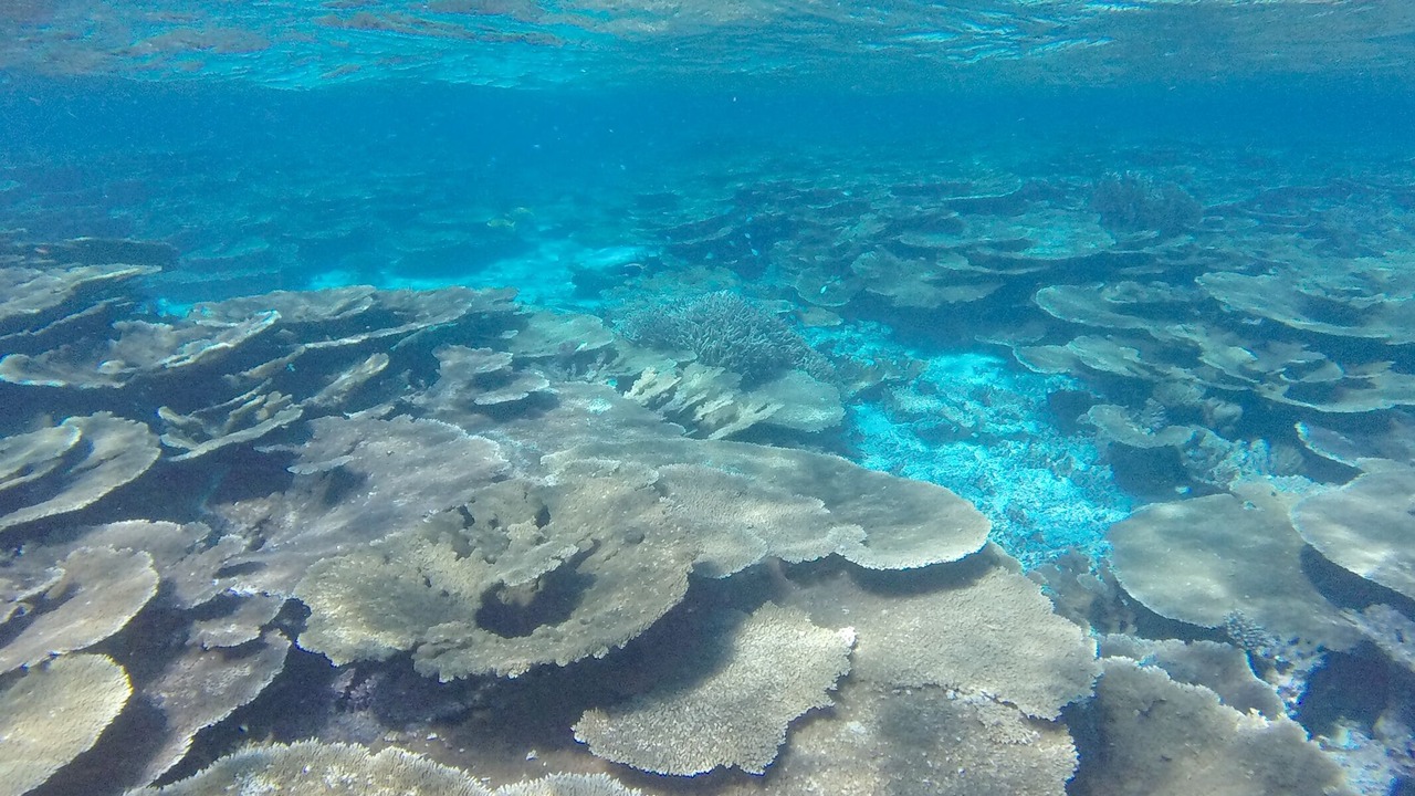 Photo of Others in Ukulhas
