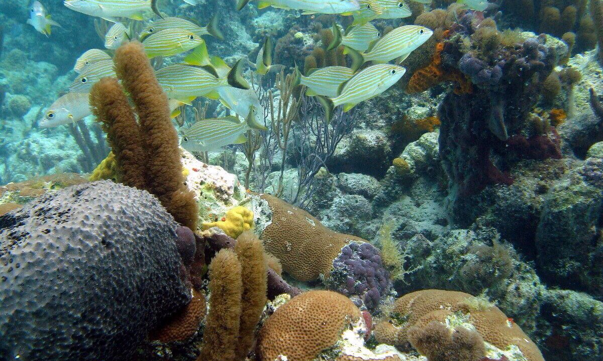 Photo of Outdoor in The Bight