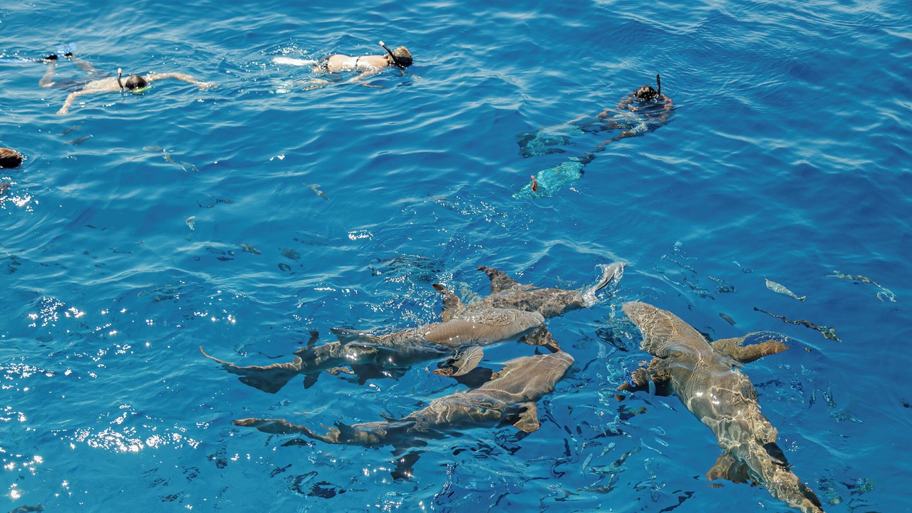 Photo of Others in Fulidhoo
