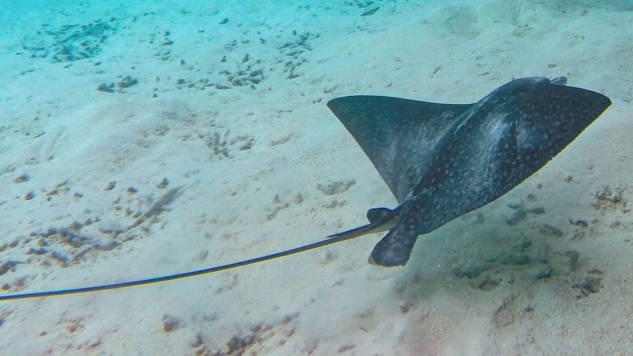 Photo of Others in Grace Bay West