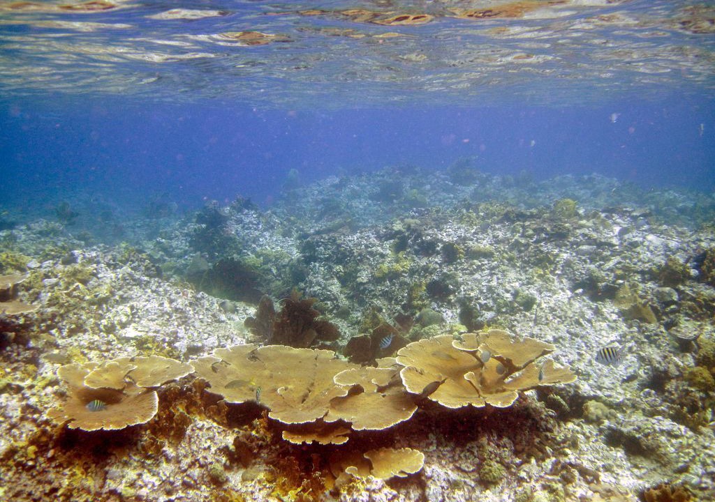 Photo of Others in The Bight
