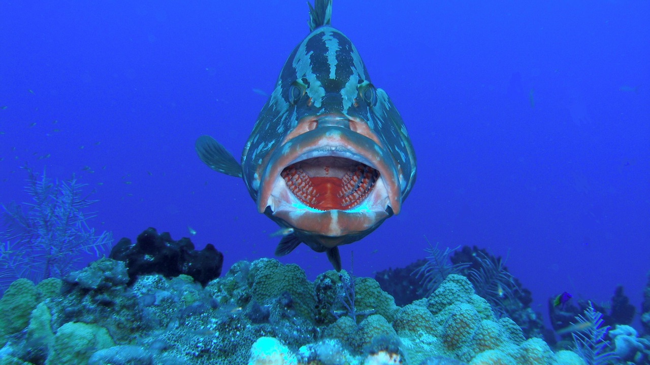 Photo of Others in The Bight