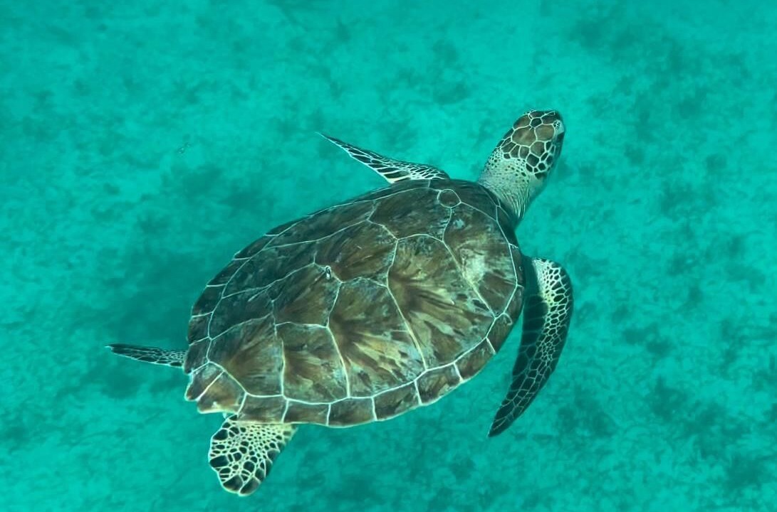Photo of Others in Caicos Islands