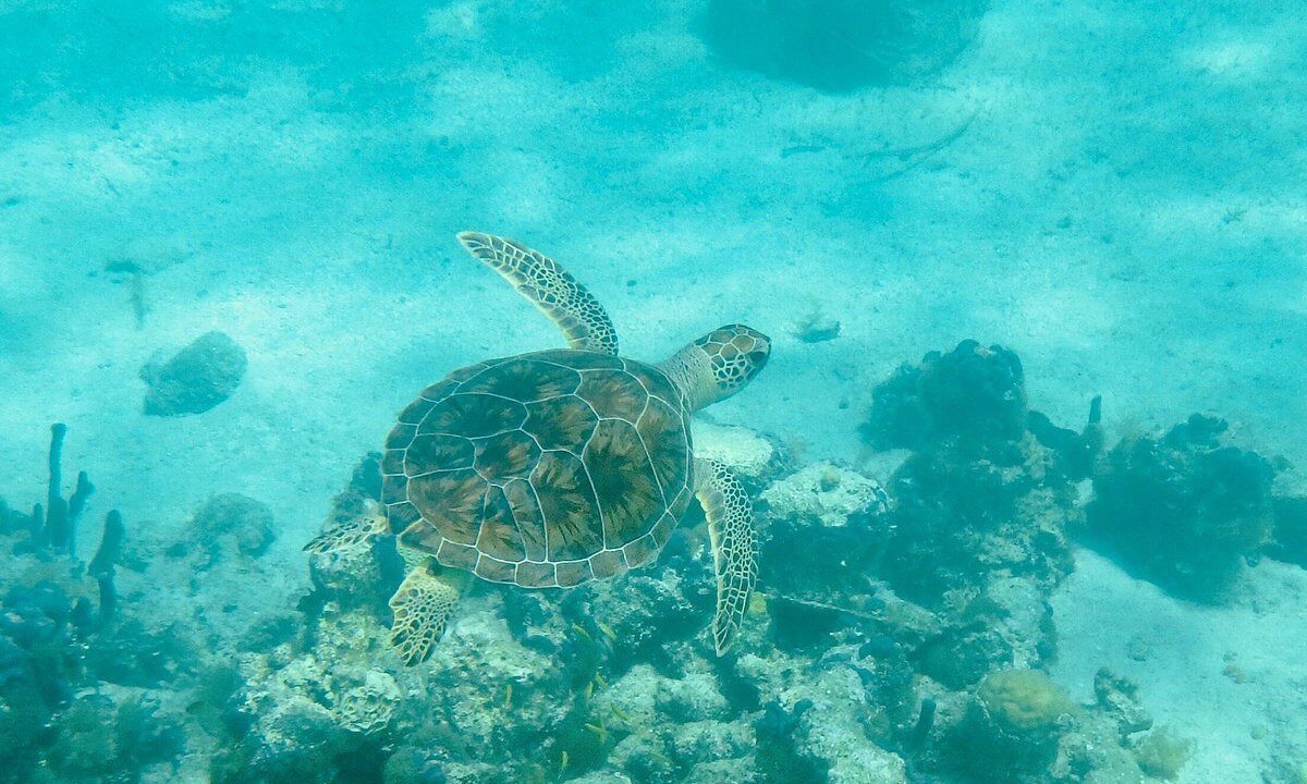 Photo of Others in The Bight