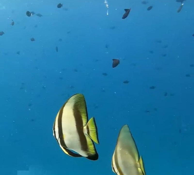 Photo of Others in Maafushi