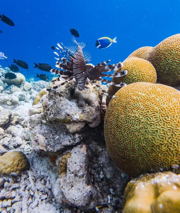 Photo of Others in Baa Atoll