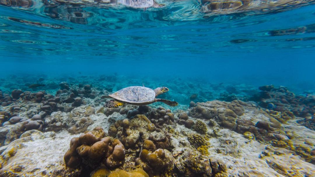 Photo of Others in Baa Atoll