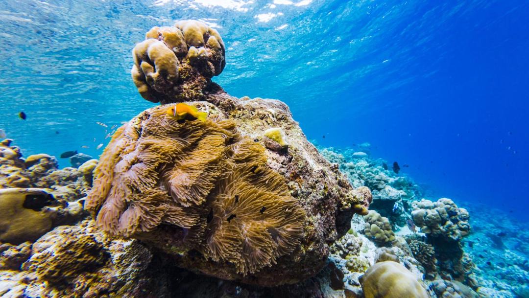 Photo of Others in Baa Atoll