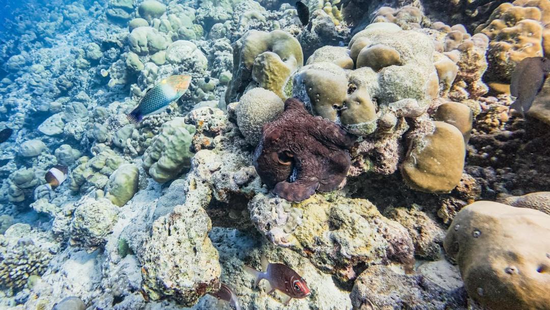 Photo of Others in Baa Atoll
