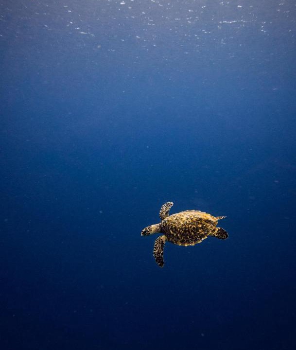 Photo of Others in Baa Atoll