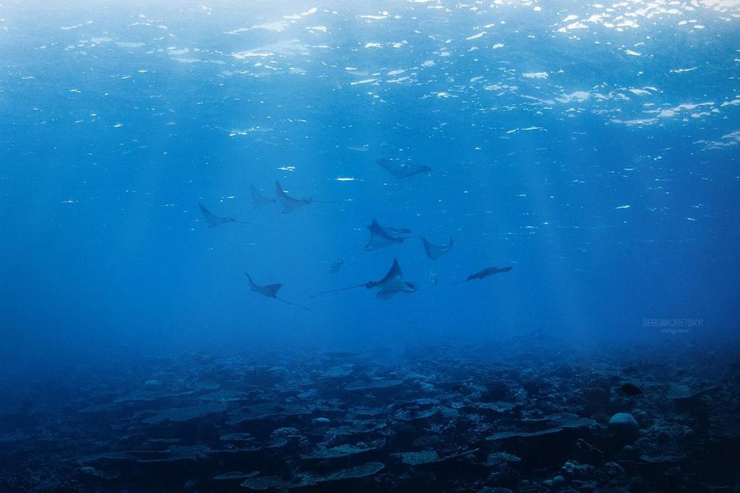 Photo of Others in Gemanafushi