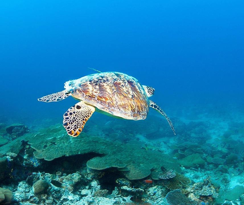 Photo of Others in Gemanafushi