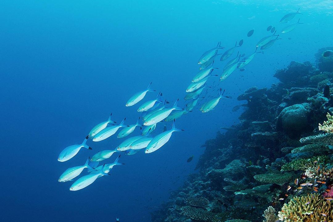 Photo of Others in Gemanafushi