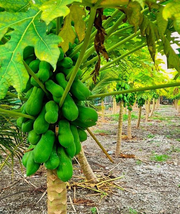 Photo of Others in Hulhudhoo
