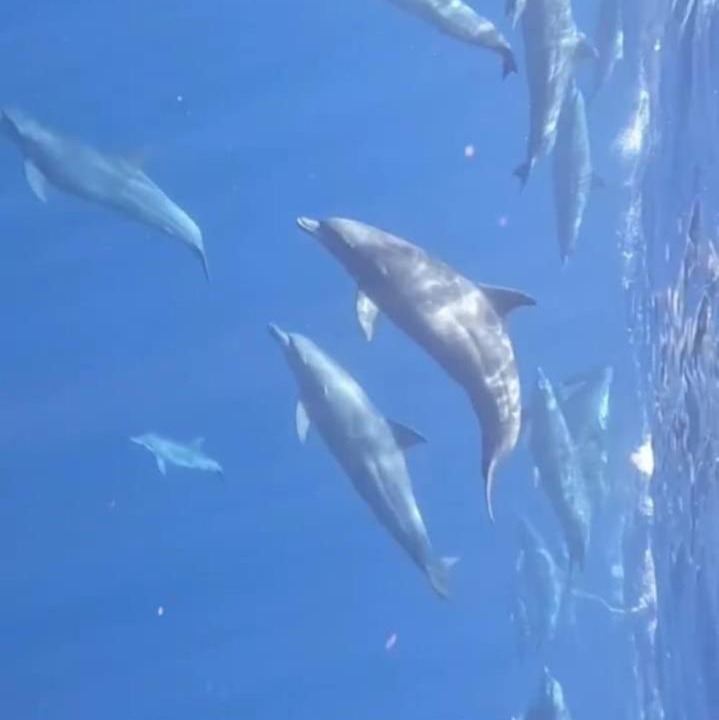 Photo of Others in Dhigurah