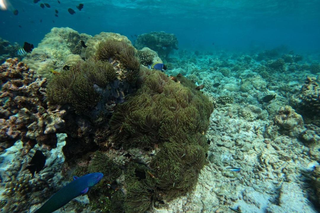 Photo of Others in Mahibadhoo