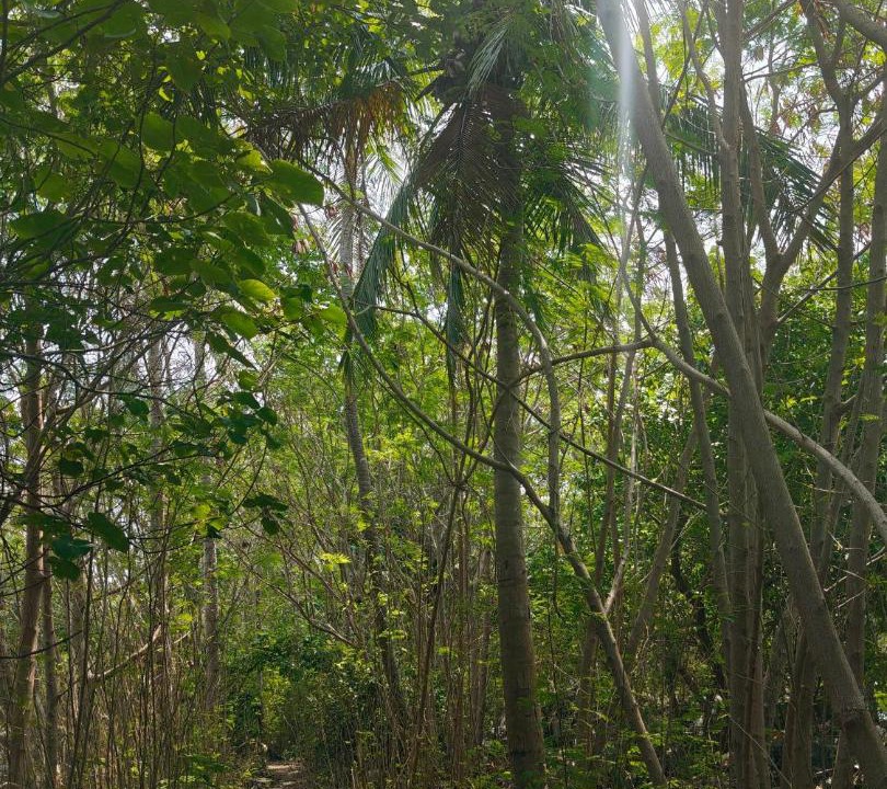 Photo of Others in Mahibadhoo