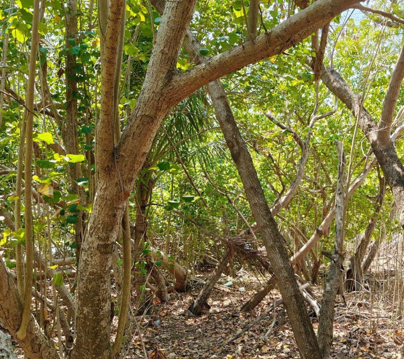 Photo of Others in Mahibadhoo