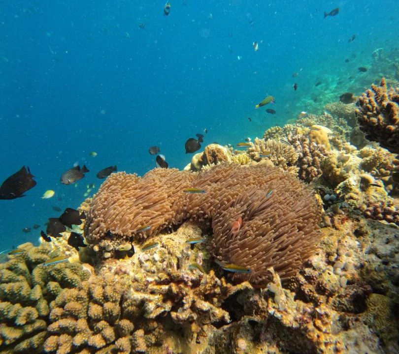 Photo of Others in Mahibadhoo