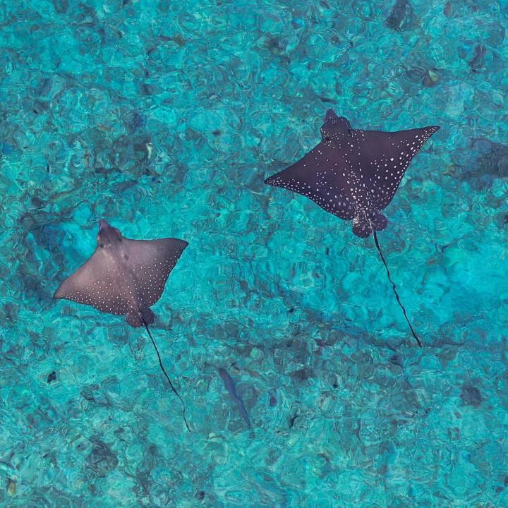 Photo of Others in Milandhoo