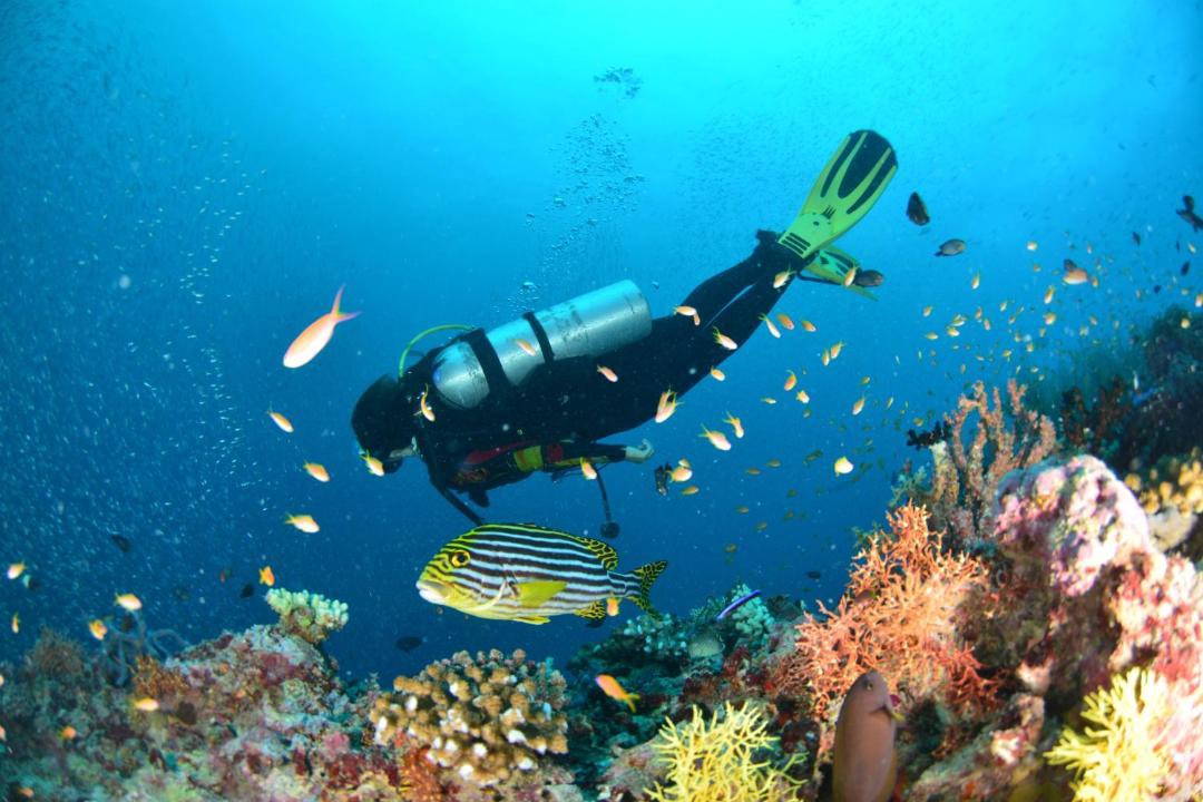 Photo of Others in Farukolhufushi Island