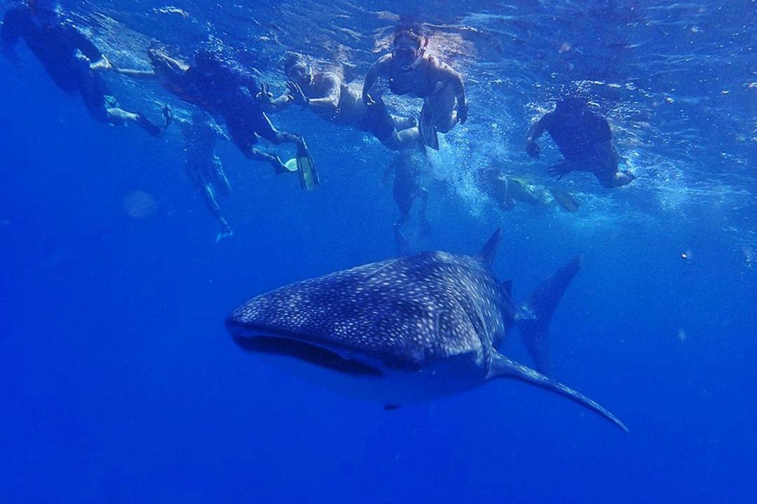 Photo of Others in Vilu Reef