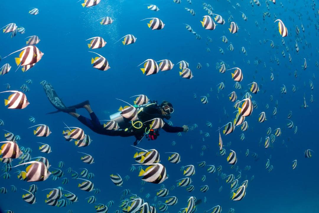 Photo of Others in Bandos Island