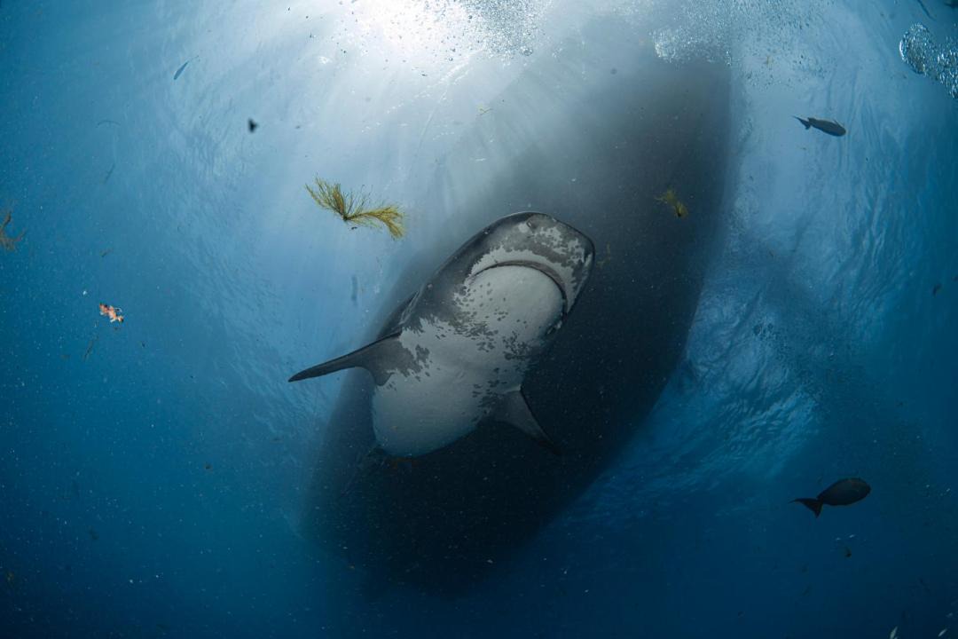 Photo of Others in Fuvahmulah