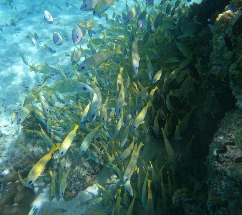 Photo of Others in Thoddoo