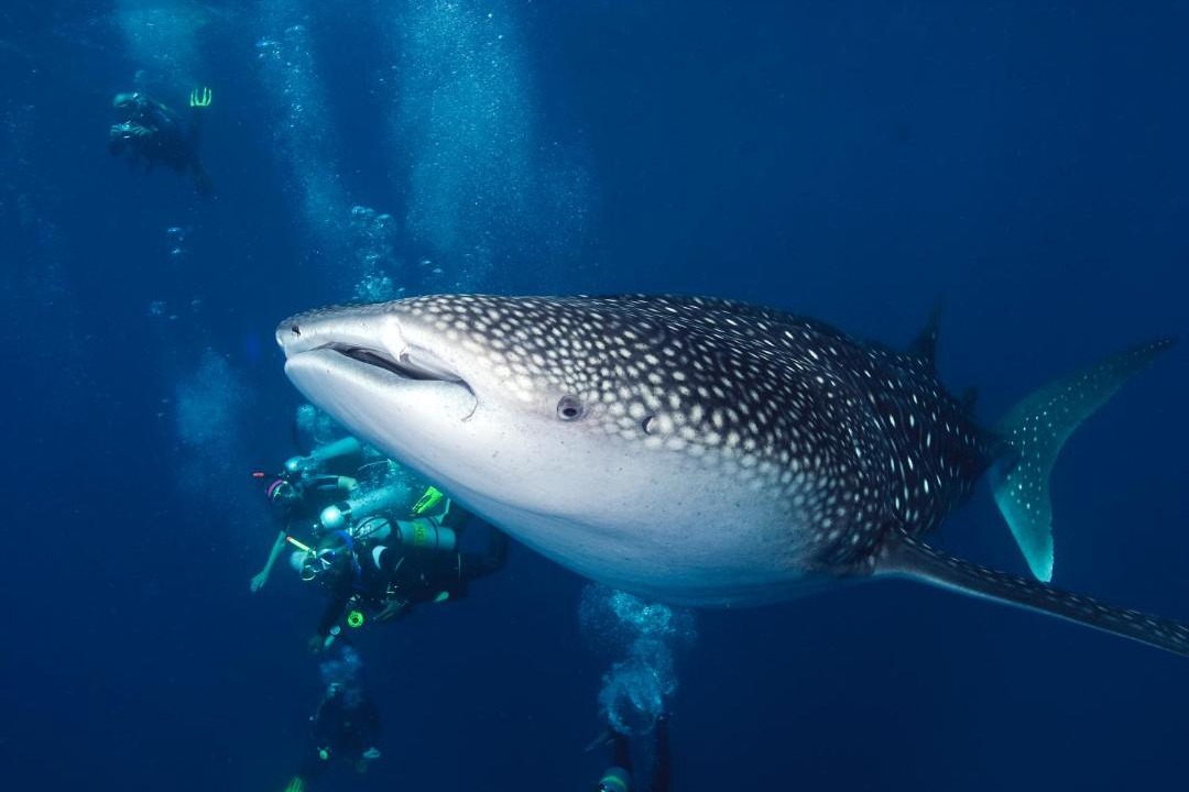 Photo of Others in Kudahuvadhoo