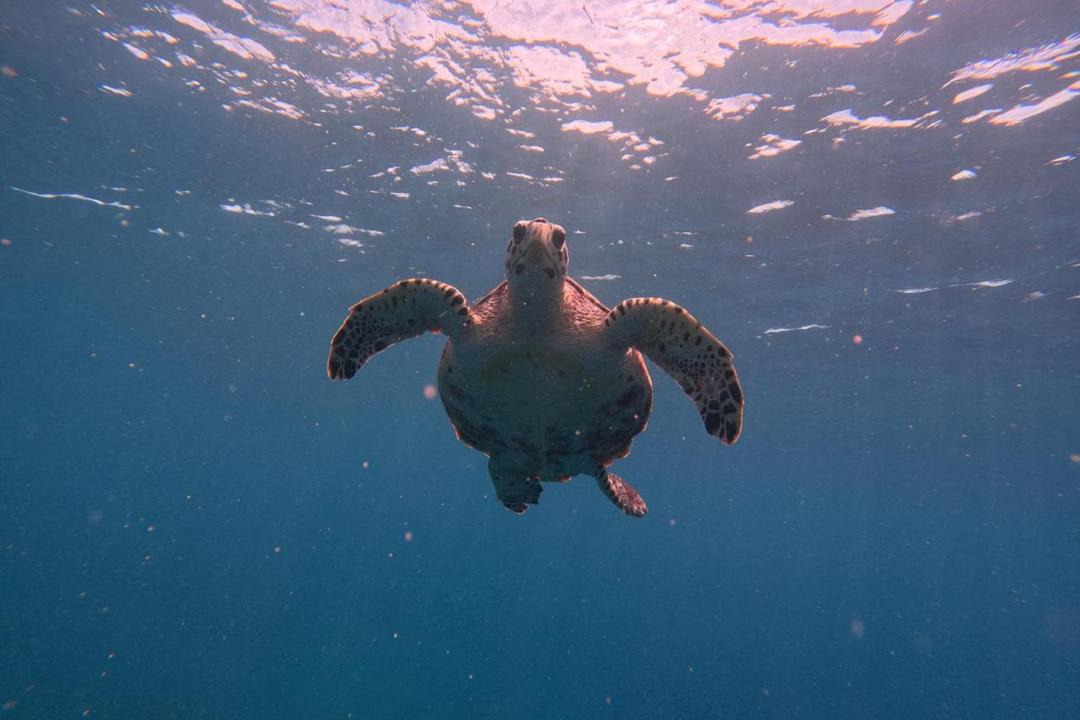 Photo of Others in Mahibadhoo