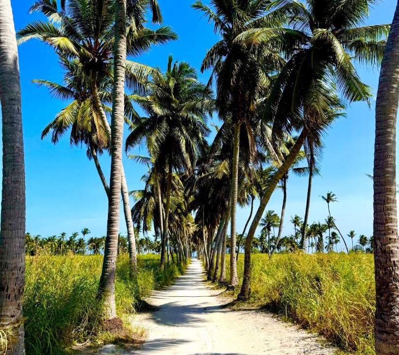 Photo of Others in Thoddoo