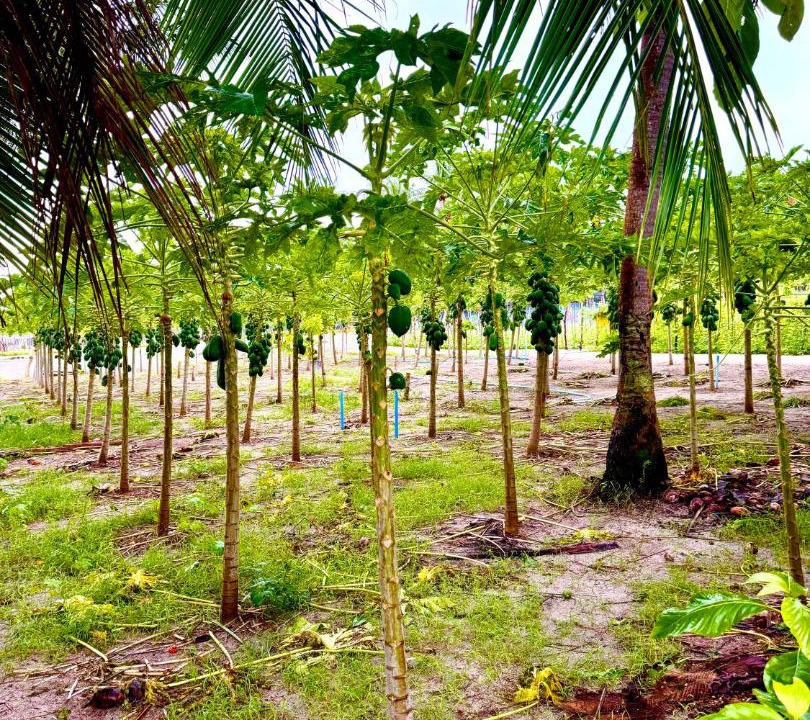 Photo of Others in Thoddoo