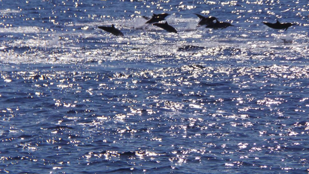 Photo of Others in Rasdhoo