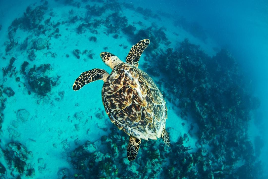 Photo of Others in The Bight