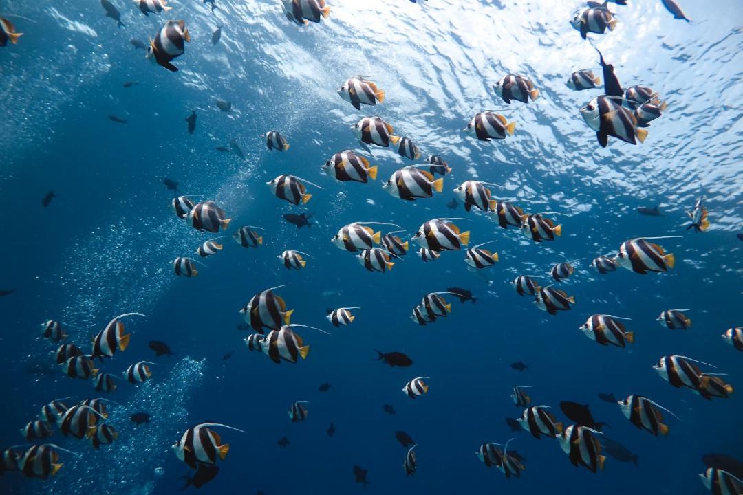 Photo of Others in Dhiffushi