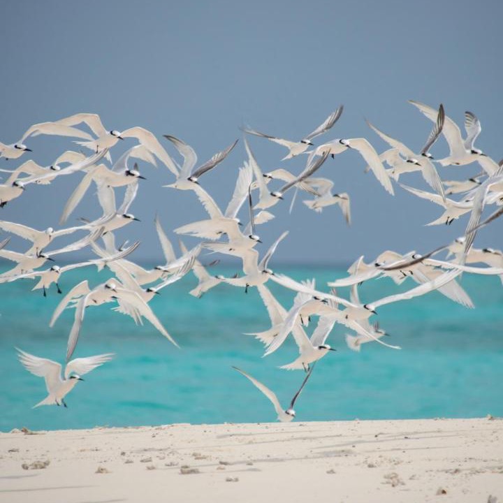 Photo of Others in Rasdhoo