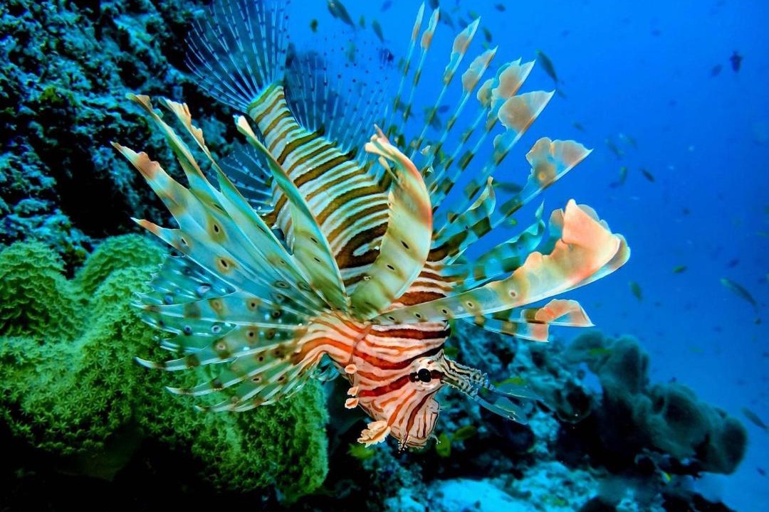 Photo of Others in Male