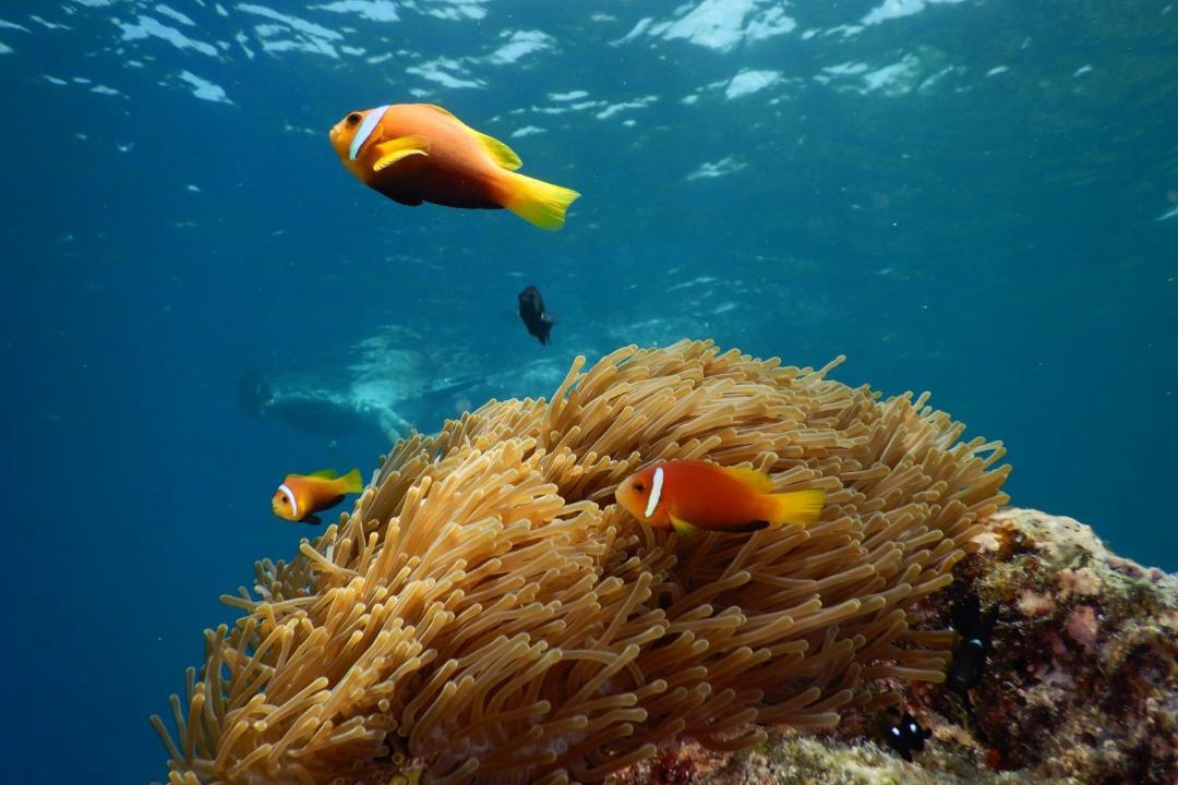 Photo of Others in Fulidhoo