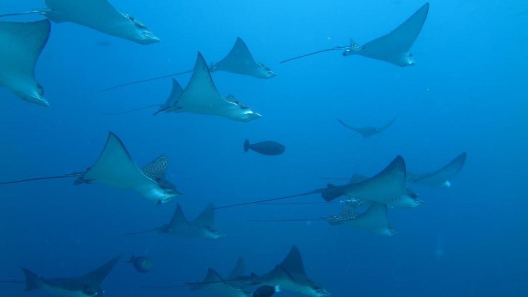 Photo of Others in Rasdhoo