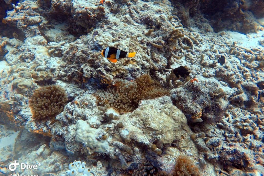 Photo of Others in Feydhoo