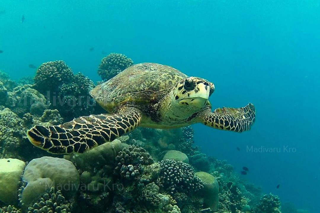 Photo of Others in Rasdhoo