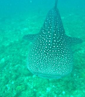 Dhigurah House | Tranquil Retreat Dhigurah