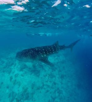 Dhigurah House | Tranquil Retreat Dhigurah