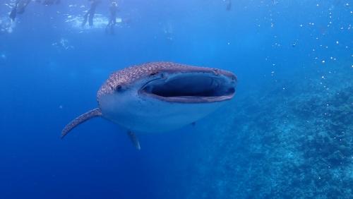 Dhigurah House | Boutique Beach All Inclusive Diving Hotel